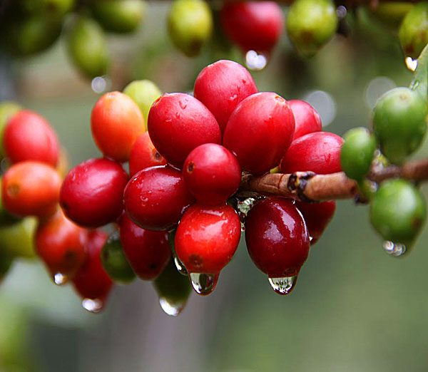 Development of Coffee in China Coffee production in Yunnan accelerates the development of coffee industry in Yunnan Province