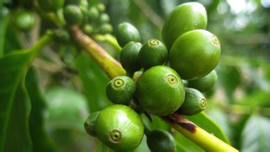 Introduction History of Yunnan Coffee, the Old varieties of Yunnan Coffee
