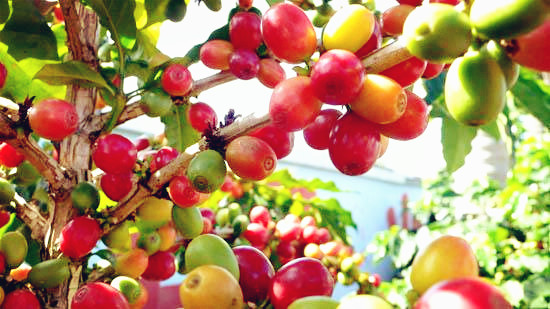 Grade A washing treatment of pearl round beans at Chimere Manor in PNG, Papua New Guinea, a world coffee producing region