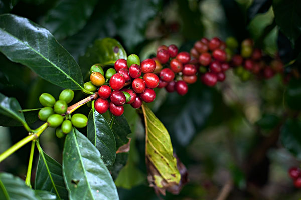 What is the price of Rosa coffee if you buy ripe beans directly in Panama? Choose and buy coffee beans