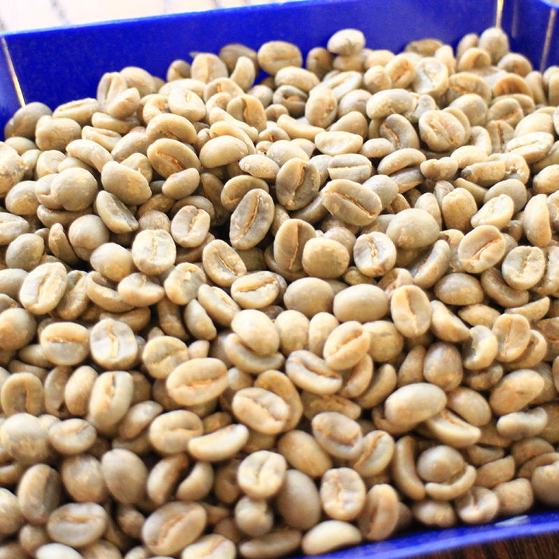 How do coffee bean seeds grow coffee what kind of beans is Guatemala? Coffee net