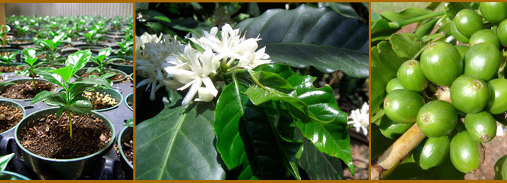 The ripening process of Coffee beans from flowering to ripening Coffee beans