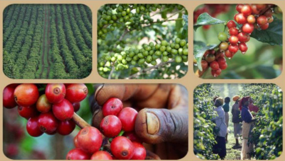 General situation of Coffee in Ethiopia Coffee growing Coffee running away from ET Coffee processing Arabica