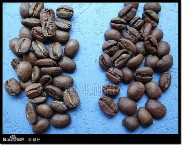 Coffee variety Pacamara Variety Origin Variety Flavor