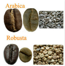 What are the types of coffee trees? Arabica bean Robasta coffee tree Esselsa species