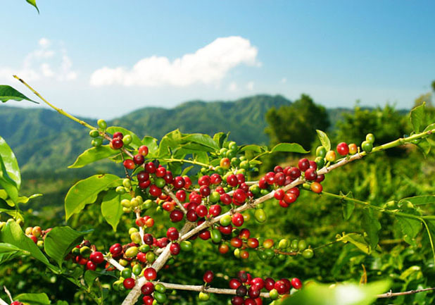 Indonesia, a major coffee producing region in the world, is well-known and representative of Java Java coffee.