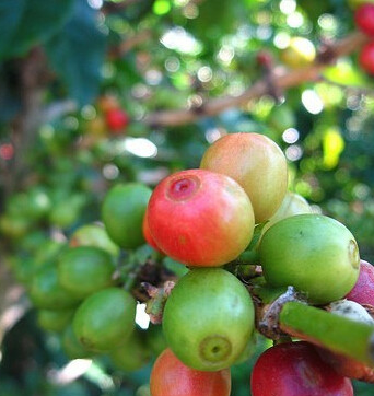 Regional Distribution of Coffee Bean producing areas Cooperation in Yegashifedama, Ethiopia, Arab region of Africa