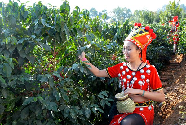An introduction to Yunnan Coffee in China Yunnan coffee is distributed in Baoshan, Nawenshan, Simao, Yunnan.