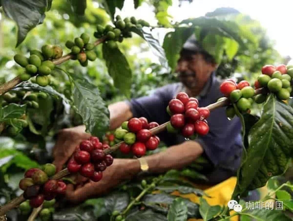 The Arabica coffee tree is grown in Cameroon and its variety is Jamaica's Blue Mountain Coffee.