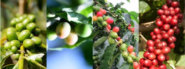 Gatugi treatment of KenyaAA grade AA++, AA+, AA and AB of Kenya coffee raw bean