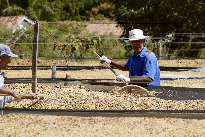 Half-sun treatment of coffee beans Brazilian coffee beans are treated by half-sun treatment.