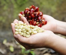 A brief introduction to Indonesian Coffee excellent full-bodied ripe peaches, pineapples and black sugar