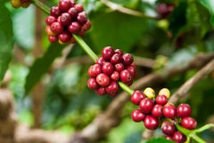 The mild Salvadoran coffee is characterized by excellent balance and is a specialty of Central America.