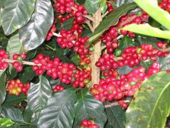 Grading of Sumatran Coffee beans Mount Kintamani, an Indonesian producing area