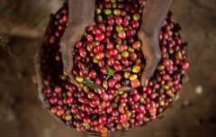 The roasting process of Luwak coffee beans has a unique flavor, the most luxurious coffee in the world, the most luxurious coffee in the world.
