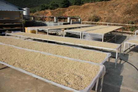 Elevated bed Solar treatment of Heirloom Coffee Raw beans in Ethiopia Cedar Mosida Masha Chiso producing area