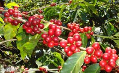 Treatment of coffee beans washing and fermentation of semi-washed beans