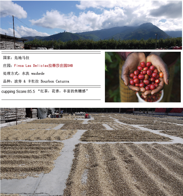 Please introduce the raw bean treatment method of coffee washing, semi-washing, sun drying and honey treatment.