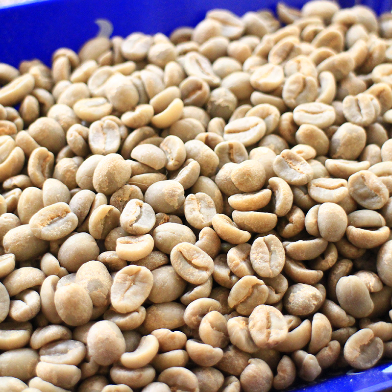 How to choose coffee and raw beans by hand? Choose the right raw coffee beans? Kenya Coffee Raw Bean Kenya AA