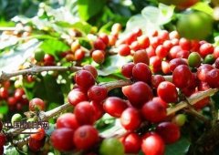 The news about coffee the planting conditions of coffee trees the origin of coffee beans