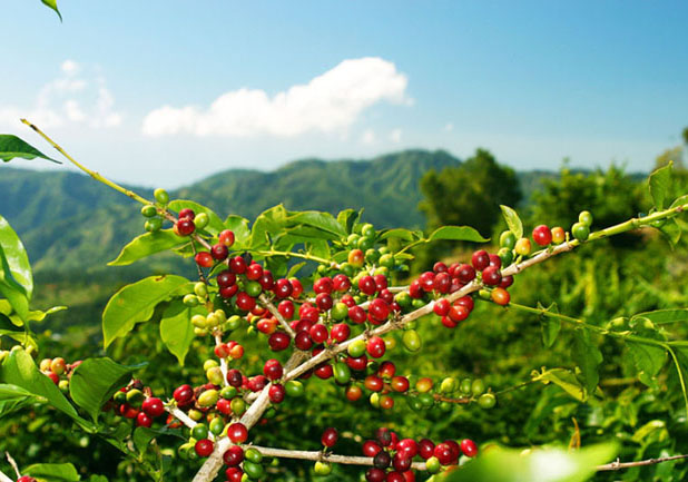 Where can I buy coffee beans? how much is a kilo of coffee beans? Cesar Louis in Panama's Poquet boquete producing area.