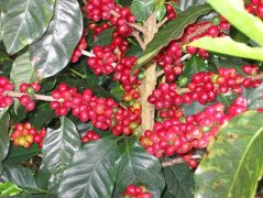 Internal changes and characteristics of Coffee roasting Coffee Industry News Coffee Bean producing area Coffee