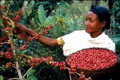 Rwanda Coffee African boutique Coffee beans fresh roasted Water washing treatment at Muxiuyi treatment Plant in Western Province