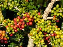 Rwanda coffee producing area China Coffee Network delicious single coffee fruit sour coffee black coffee