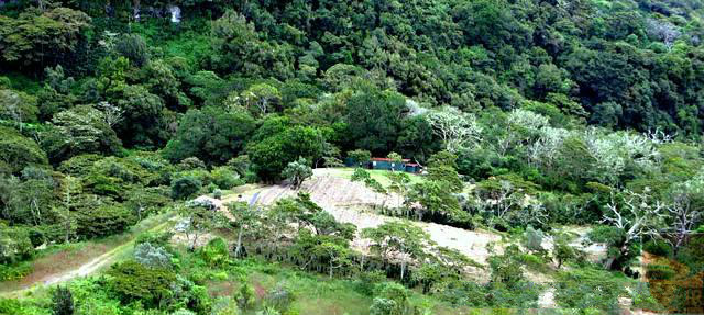 Panama Region and Manor Borque Specialty Region Casa Luis Manor Water-washed Catur