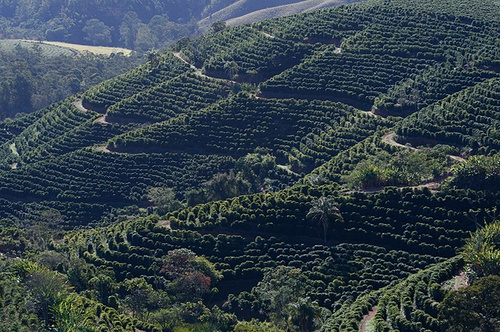 Why choose manor coffee beans? Visit the Panamanian producing areas and manors