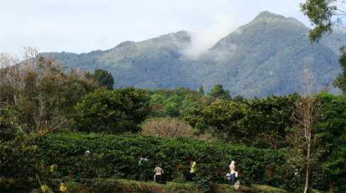 Why choose manor coffee beans? Visit Panamanian producing area and Manor Hope Manor Organic Pocket