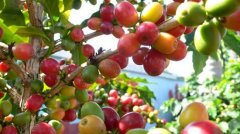 The price of coffee beans in summer coffee fruity coffee