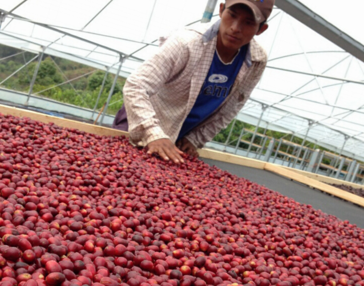 How to choose coffee beans with high cost performance? Coffee beans purchase course Indonesia Mantenin Sumatra Island