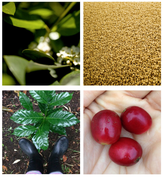 Coffee Bean Selection Tutorial Coffee Bean Brand Type Guide Guatemala