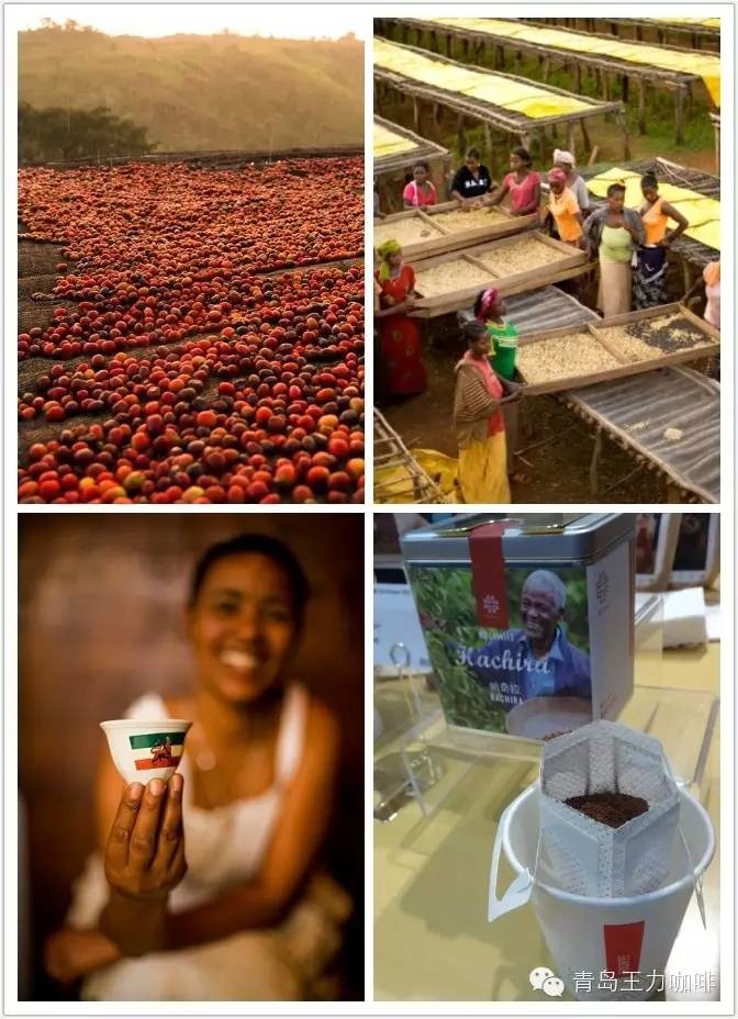 Coffee Bean selection course Coffee Bean Brand Guide Kenyan Coffee AA Yala Manor Pearl beans