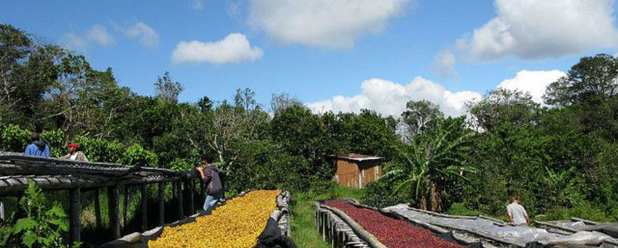 How to choose coffee beans with high cost performance? Washing AA from Jiatuji treatment Plant in Nyeri production area of Kenya