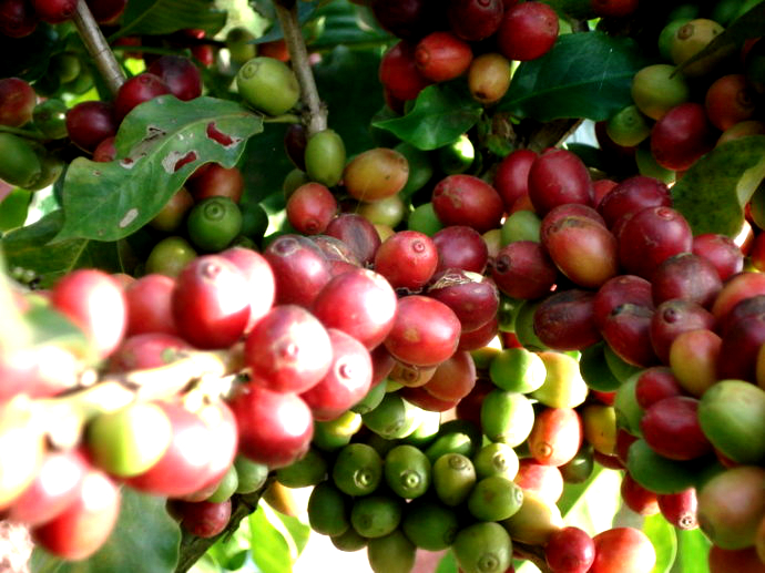 Peruka Hamaka in Peru produces coffee beans. How many coffee beans can be made from coffee beans?