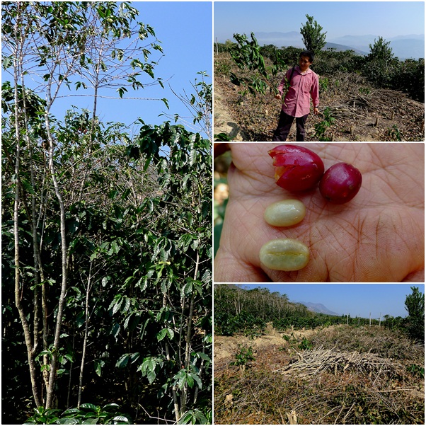 Tibika Typica Tibika/Tipika/Tipika Mantinen is a Robusta species or Arabi