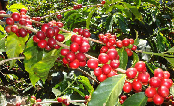 Is it Robusta or Arabica? Coffee bean variety Panamanian Boguit Rosa content 3