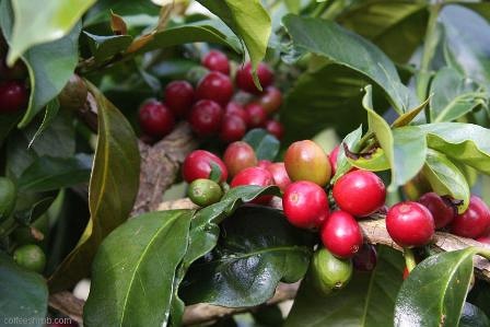 Is it Robusta or Arabica? Treatment of Coffee Bean Variety Columbia Triple Crown Honey