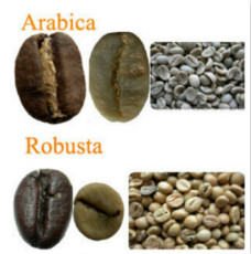 What's the difference between Arabica coffee beans and Roberta coffee beans? Different shapes, different flavors.