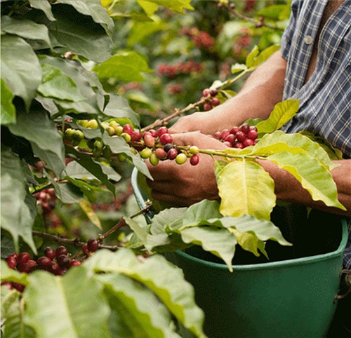 How can Karana Jinta in Bali, Indonesia buy good coffee beans online