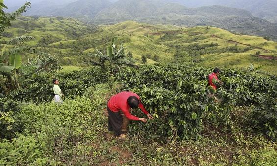 Where can I buy coffee beans online? Where can I buy coffee beans? Karana Kintamani volcano, Bali