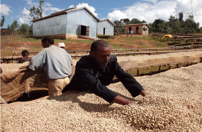 How to buy good coffee beans what do you need to pay attention to when buying coffee beans online? Ethiopia