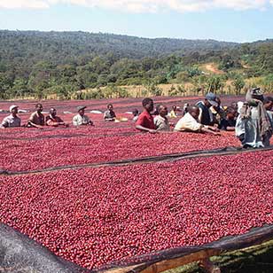 Where can I buy coffee beans online? Where can I buy coffee beans? Guatemala Coffee Bean Roast Latisa Villa