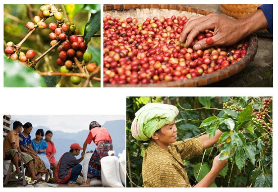 Nutrition of Arabica Coffee beans prices of Arabica Coffee beans Aceh 19 mesh in Sumatra, Indonesia