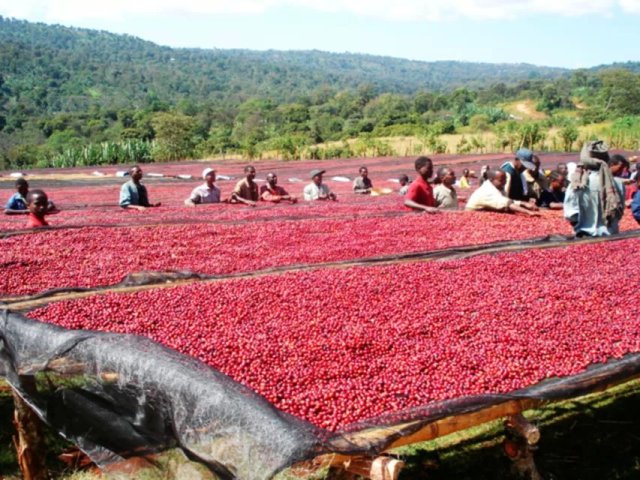 Treatment and cleaning of native coffee raw beans and roasted beans (sun, honey treatment) coffee beans