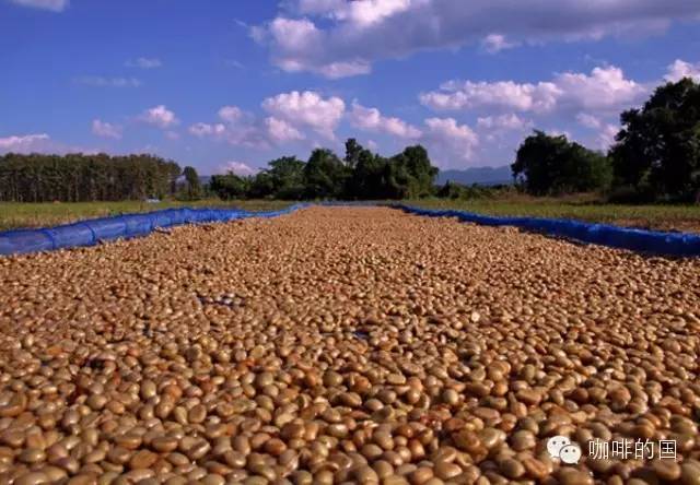 High-quality coffee bean treatment method coffee raw bean Ethiopia Yega Xuefei coffee raw bean (in the sun