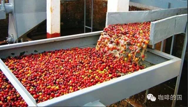 What is the water washing method for the treatment of high-quality coffee beans? coffee refining method Yega Ficher kocher