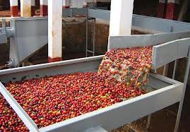 How to grade high-quality coffee beans after honey treatment Coffee refined red honey treatment